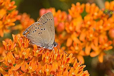 《空洞骑士：丝之歌》Steam页面更新！新增中文介绍